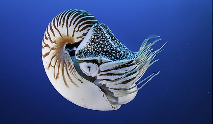 #4 Nautilus – 500 million years old