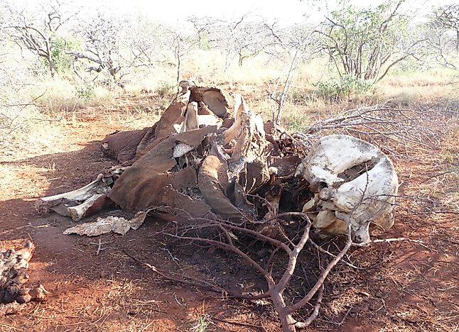 Alarming Rates Of Elephant Poaching In Africa