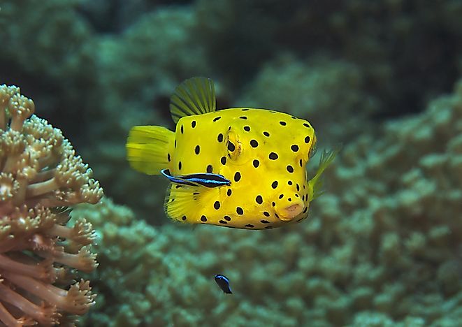 #4 Boxfish