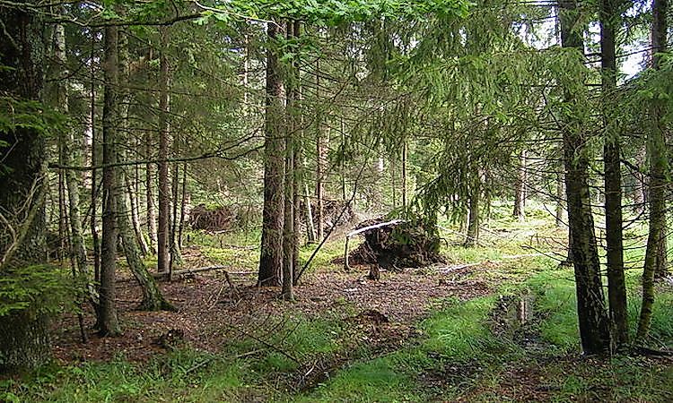 #1 Belavezhskaya Pushcha National Park -