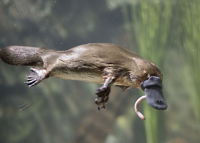 A platypus eating a worm. A platypus eating a worm.