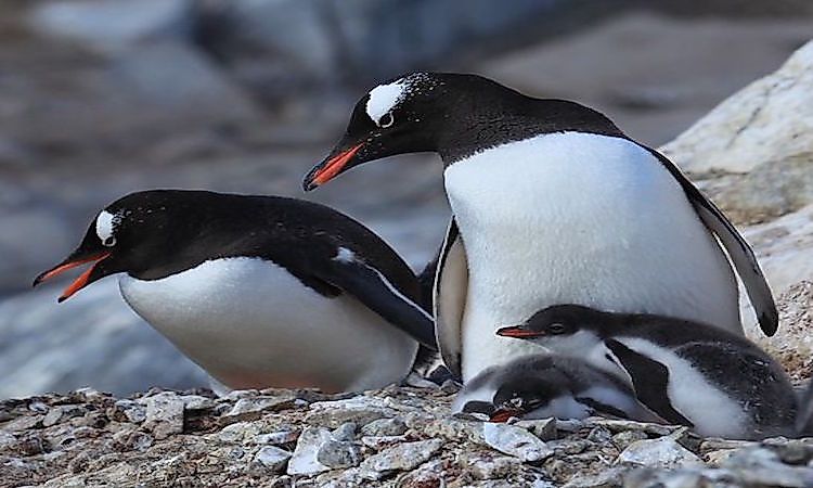 #4 Gentoo penguin -