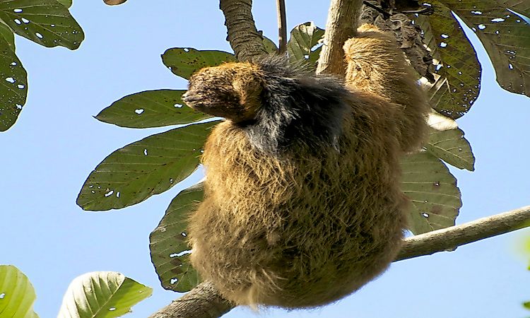 #1 Maned Three-Toed Sloth -