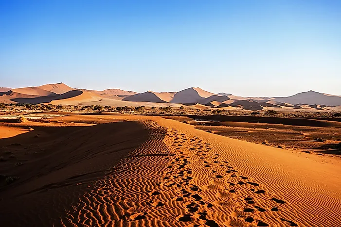 Which Animals Live in the Namib Desert?