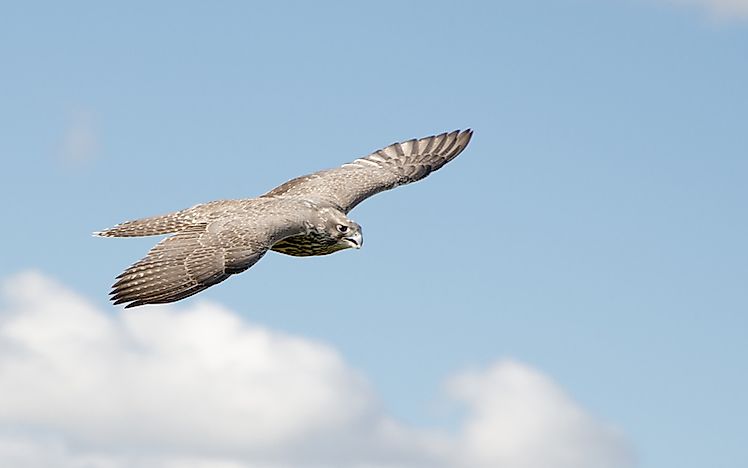 # 3 Gyrfalcon 