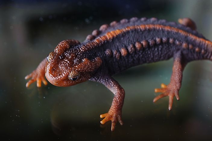 Native Amphibians Of Myanmar (Burma)