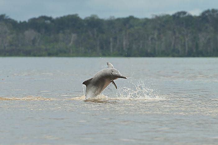 #2 Iniidae (New World River Dolphins)