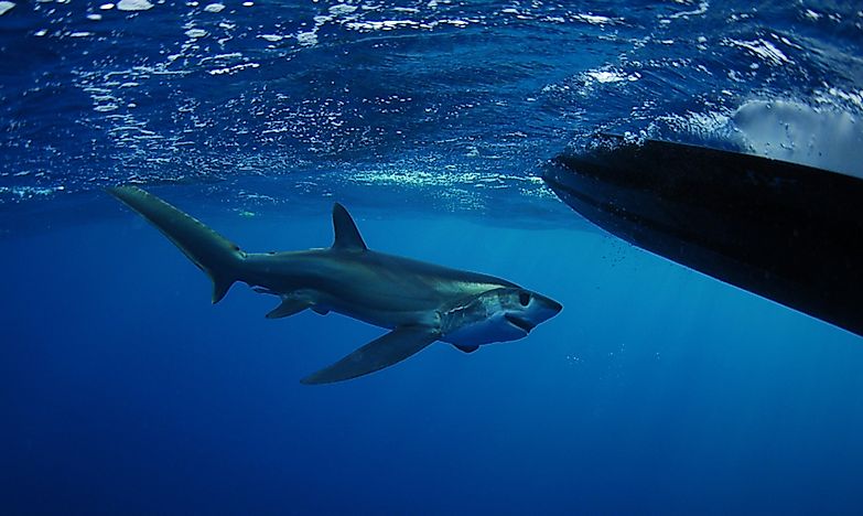 #10 Bigeye Thresher Shark - 15.1 Feet