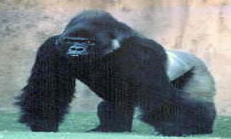 #1 Eastern lowland gorilla -