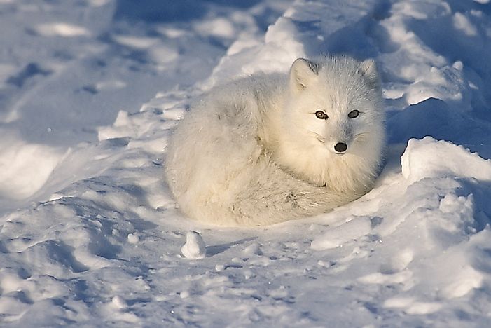 An arctic fox. An arctic fox.