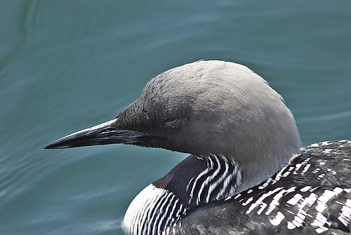 #3 Pacific Loon