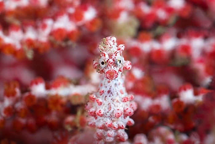 10 Animals That Are Masters Of Camouflage