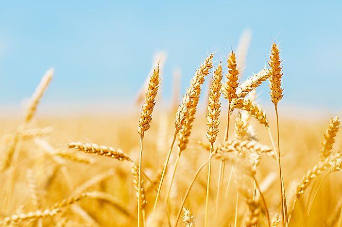 The Breadbaskets of the World