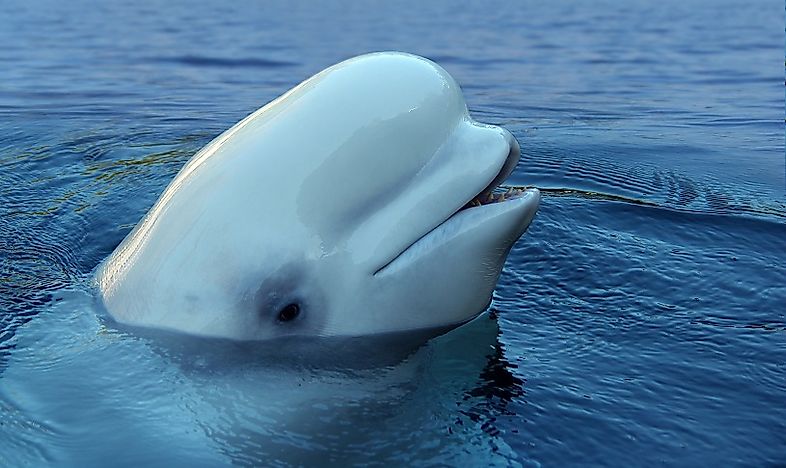 #7 Beluga whale