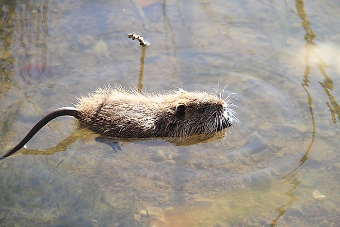 #7 Nutria (Myocastor coypus)