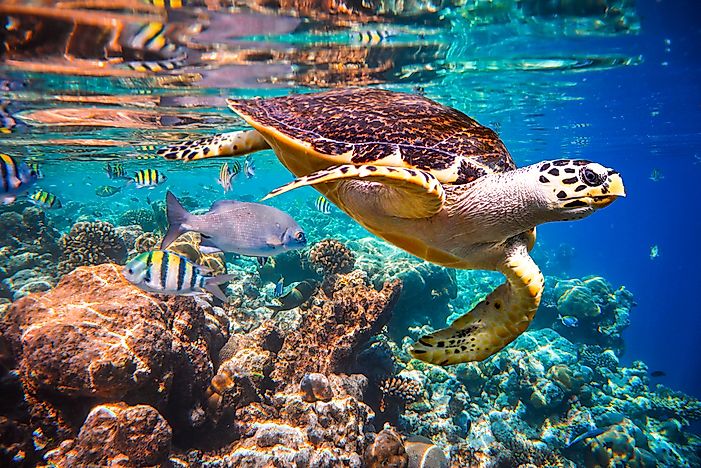 A hawksbill turtle floats in the water of the Indian Ocean coral reef, near the Maldives. A hawksbill turtle floats in the water of the Indian Ocean coral reef, near the Maldives.