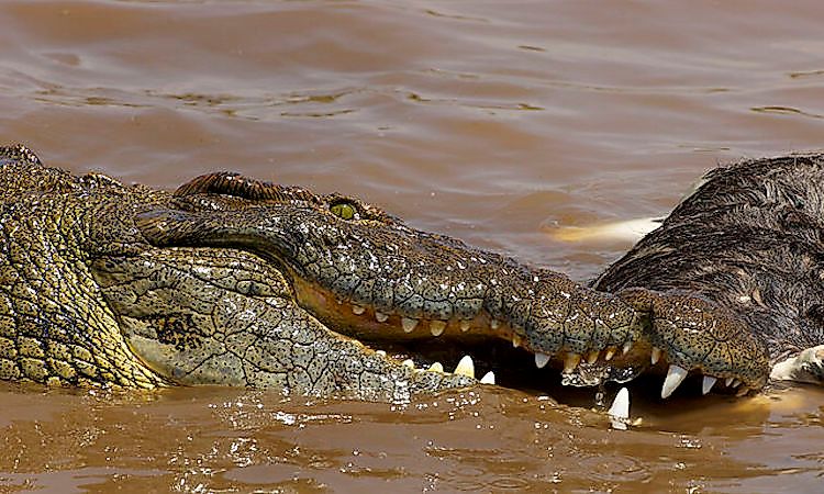 #7 Nile crocodile -