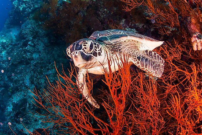 How Many Species Of Turtles Are There?