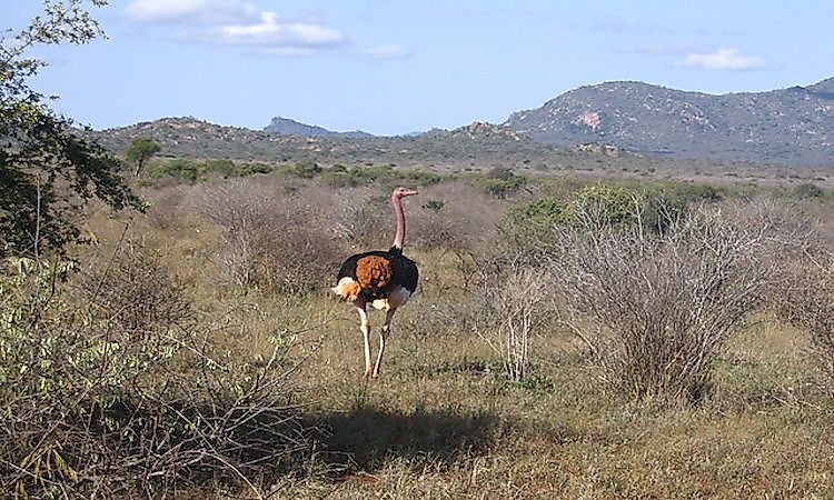 Kenya's National Parks