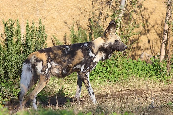 Endangered Mammals Of Mozambique