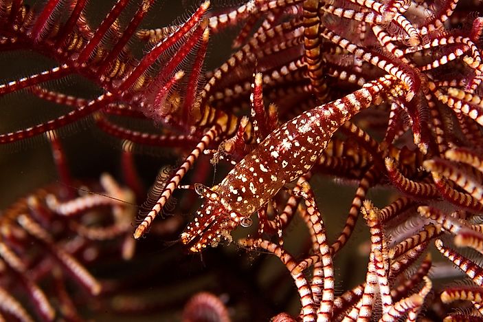 What Is Commensalism?