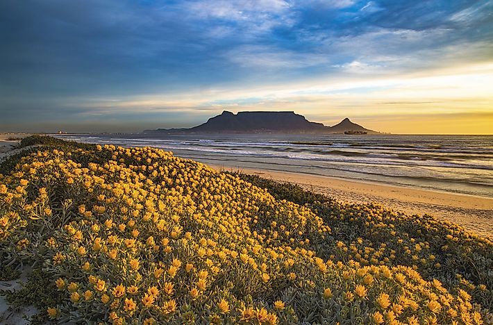 #2 Cape Floristic Region