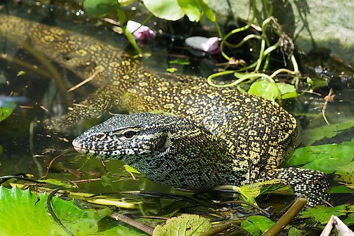 #8 Nile Monitor