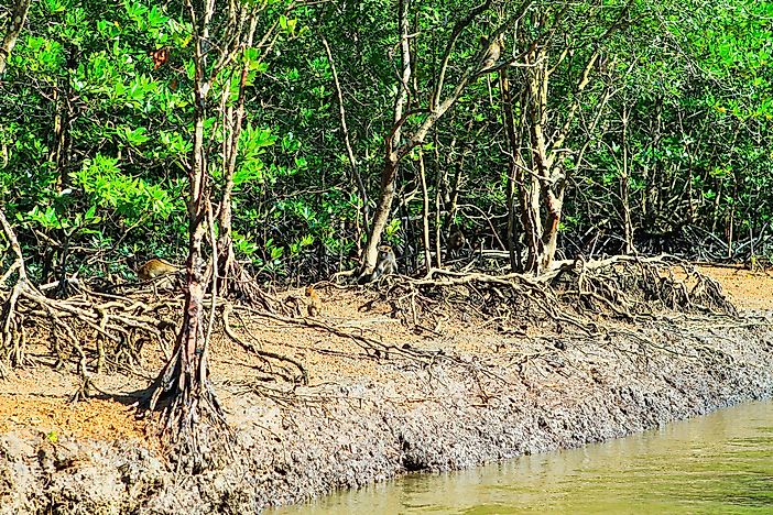 Ramsar Wetlands Of International Importance In Malaysia