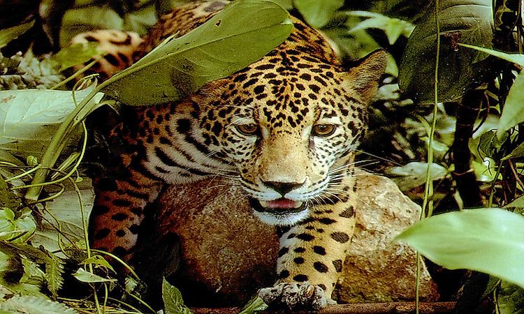 #2 Habitats, Biodiversity, and Significance to Humans