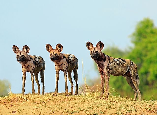 #2 African Wild Dog