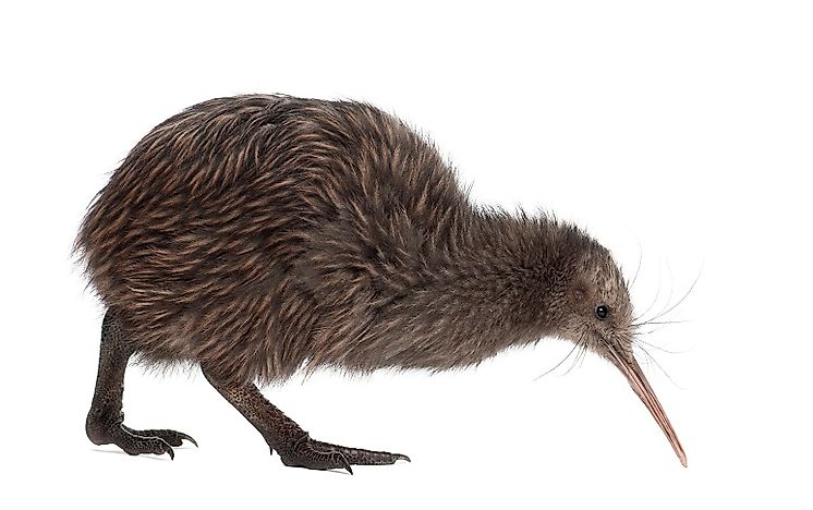 #10 Kiwi