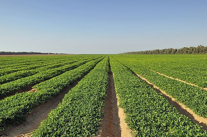 Where Are Peanuts Grown?