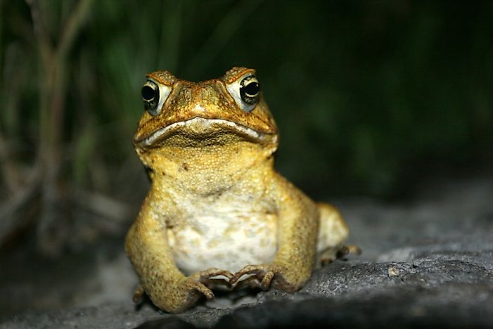 #5 Bufo Marinus