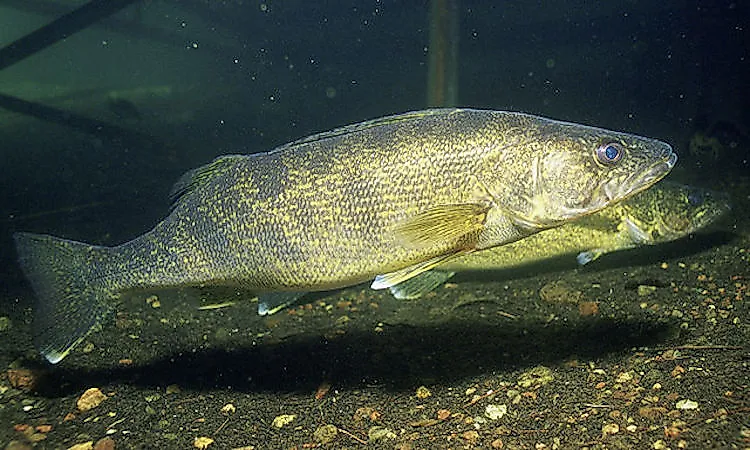 #16 Fish Of Taiga -