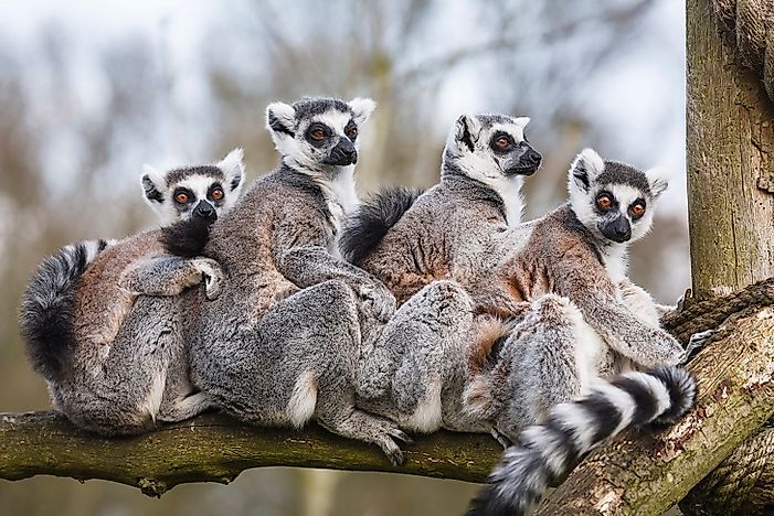 #7 Lemur