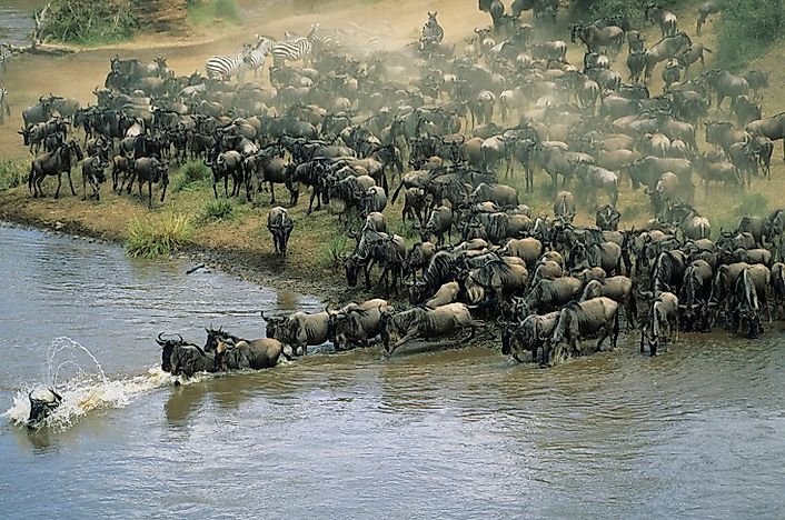 What Animals Live In Africa?