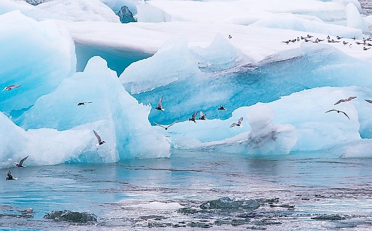 The Arctic Versus The Antarctic: Comparing And Contrasting The Coldest Regions Of Earth