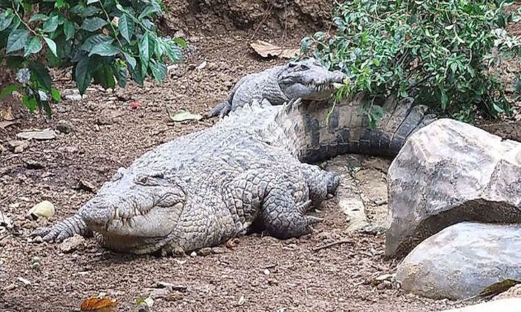 #8 New Guinea crocodile -