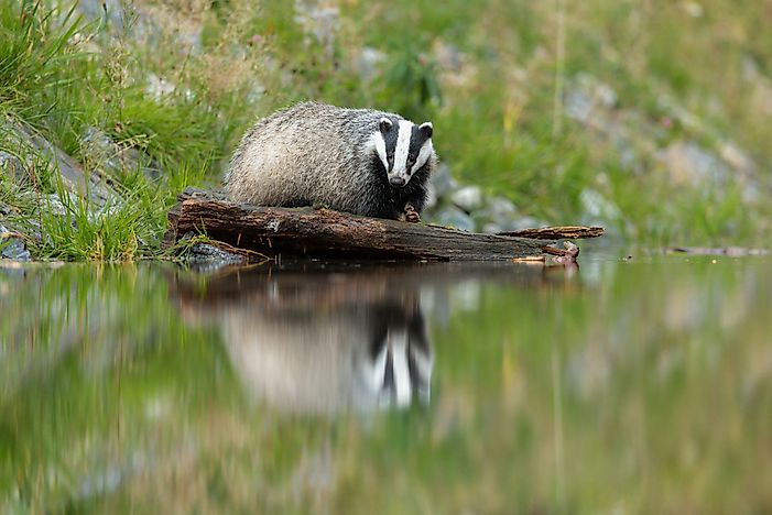 Animals That Start With B
