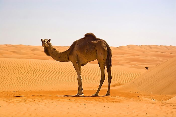 An Arabian camel in Oman. An Arabian camel in Oman.