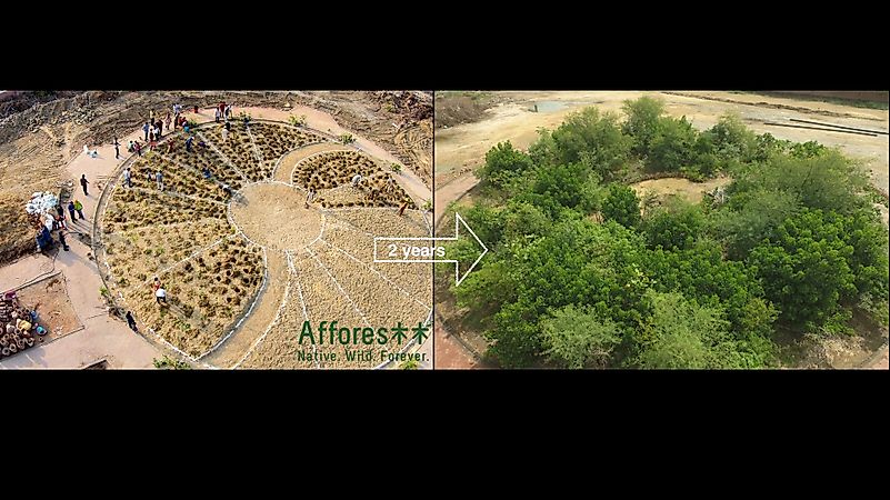 Growing Personal Forests Is Now A Budding Industry