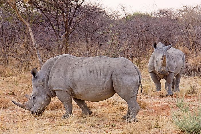 #9 Rhinoceroses