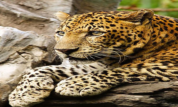 #8 Javan Leopard -