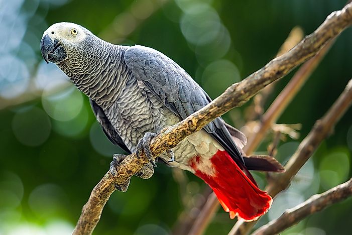#9 African Grey Parrots