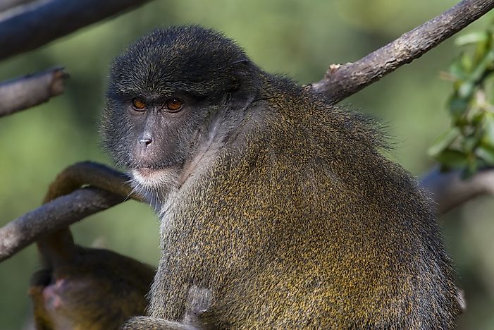 Unique Species Of Africa: The Allen's Swamp Monkey