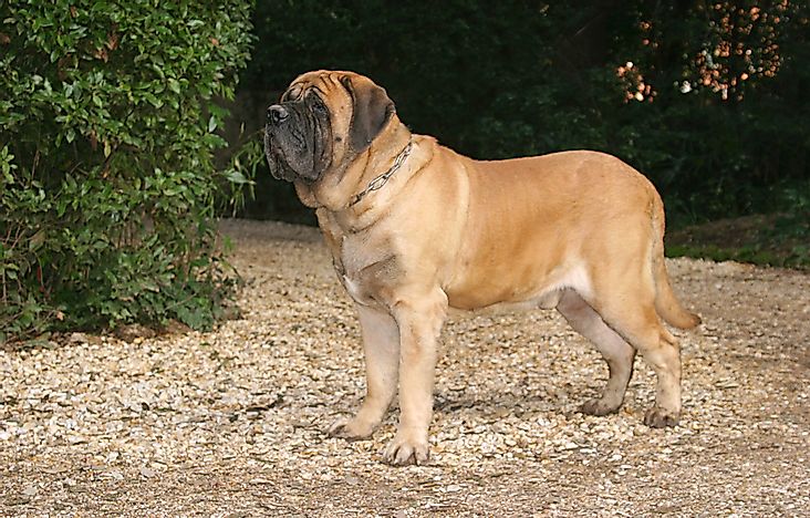 Самые большие в мире породы собак.