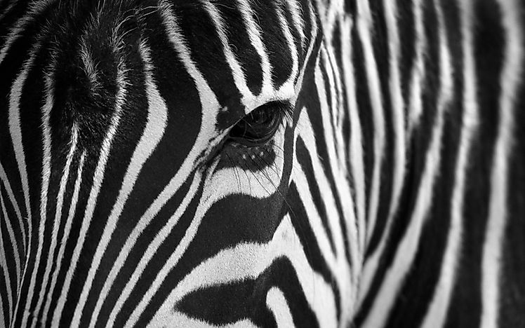 #4 The Secrets Of The Zebra Stripes