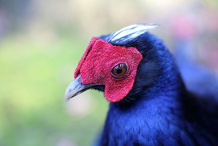 The World's Most Threatened Birds