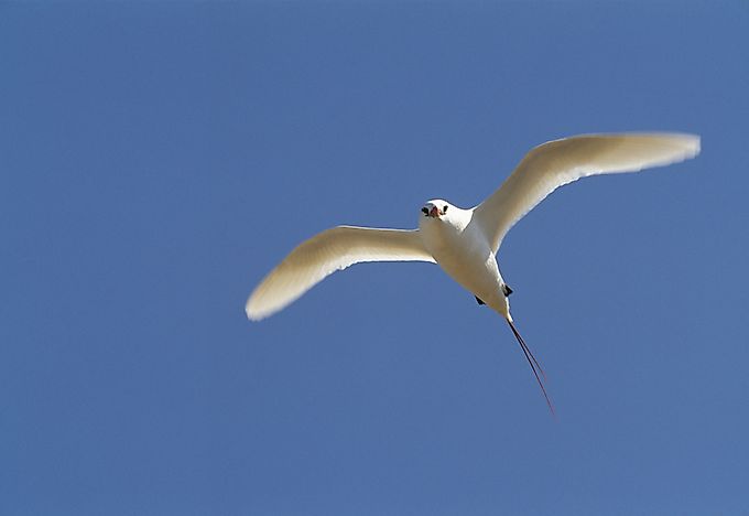 A red-tailed tropicbird. A red-tailed tropicbird.