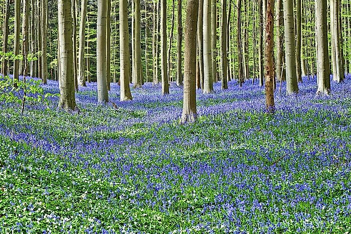 Hallerbos The Unique Blue Forest Of Belgium